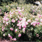 1990-rose demai 7