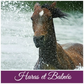 photo site haras et balnéo fin